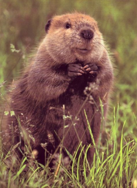 Female Beavers are smaller and lighter in color than the dark males. The female stays in the nest with the pups, where there's an underwater entrance, but a high platform that is out of the water and warm. Both sexes have the "paddle tail." Beaver Aesthetic, Beaver Wallpaper, Canadian Beaver, Beaver Underwater, Beaver Swimming, Animal Planet, Narnia, Nature Wallpaper, Woodland Animals