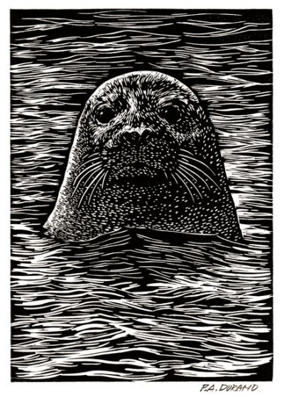 Seal Lino Print, Seal Linocut, Lino Cut Art, Seal Drawing, Woodcut Art, Lino Cuts, Scratchboard Art, Harbor Seal, Linocut Printmaking