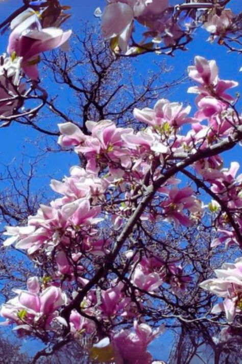 Magnolia soulangeana, commonly known as the Saucer Magnolia, is one of the most cherished and widely grown. Learn how to grow and care of it! Saucer Magnolia, Magnolia Soulangeana, Magnolia Trees, How To Grow, Magnolia, To Grow, Plants, Flowers