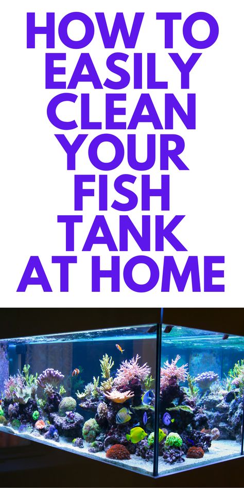 Large Fish Tank Ideas Decoration, How To Keep Fish Tank Water Clear, How To Clean A Fish Tank Aquarium, How To Clean A Fish Tank, Fish Tank Cleaning Hacks, Cheap Fish Tank Ideas, Glow Fish Tank Ideas, Cool Fish Tank Ideas, Cleaning Fish Tank