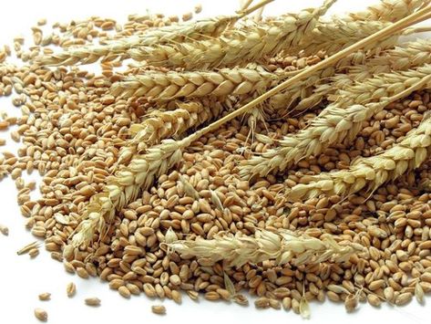 Dried Golden Wheat Grain Seeds, Packaging Type: PP Bag, Rs 25 /kg | ID: 23122273655 Types Of Cereal, Dried Wheat, Edible Seeds, Golden Wheat, Wheat Grass, Food Staples, Ancient Greece, Balanced Diet, Barley