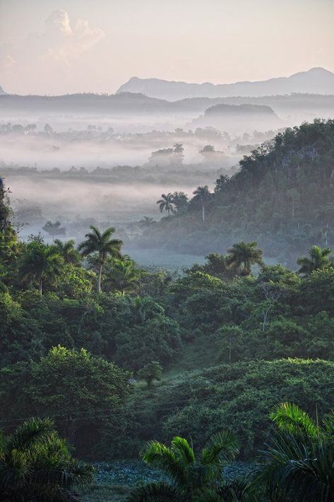 Jungle Landscape Photography, Tropical Rainforest Aesthetic, Tropical Rainforest Photography, Jungle Nature Forests, Rainforest Aesthetic, Tropical Rain Forest Aesthetic, Jungle Landscape, Jungle Photography, Jungle Forest