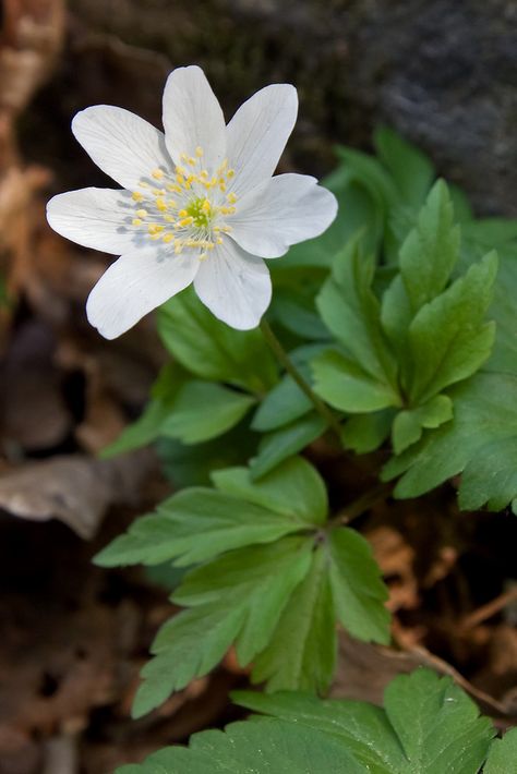 Anemone Nemorosa Anemone Nemorosa, Meaning Tattoos, British Wild Flowers, Wood Anemone, Moon Garden, British Wildlife, Airbrush Art, White Gardens, The Meadows