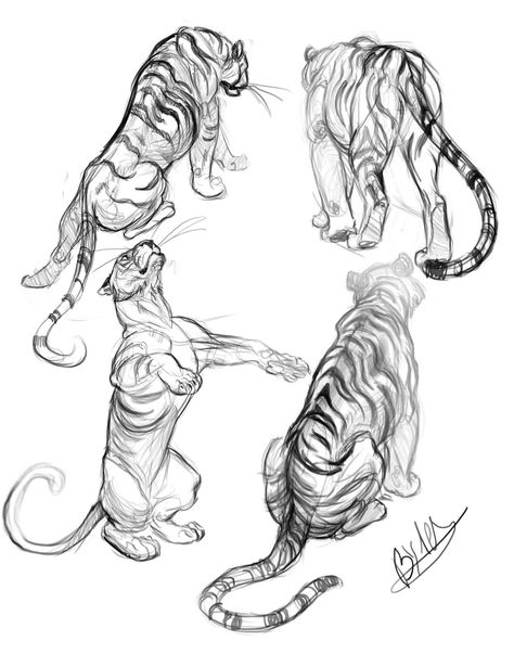 Tiger Art Reference, Lioness Character Design, Tiger Reference Drawing, Tiger Sketch, Cat Anatomy, Same Energy, Big Cats Art, Animal Study, Tiger Art