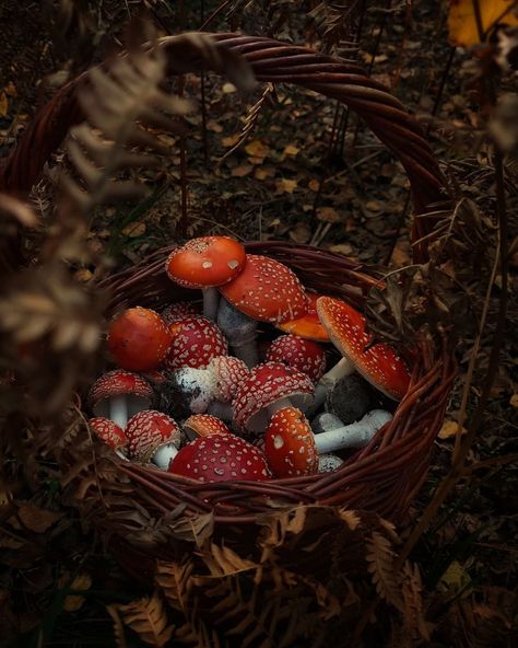 Autumn Tale, Autumn Witch, Autumn Magic, Fairy Aesthetic, Magic Aesthetic, Mushroom Fungi, Season Of The Witch, Witch Aesthetic, Fall Feels