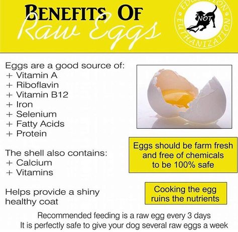 Benefits off eggs for your dog Eggs For Dogs, Dog Raw Diet, Raw Feeding For Dogs, Health Benefits Of Eggs, Raw Eggs, Dog Remedies, Food Medicine, Crockpot Recipes Beef, Raw Dog Food Recipes