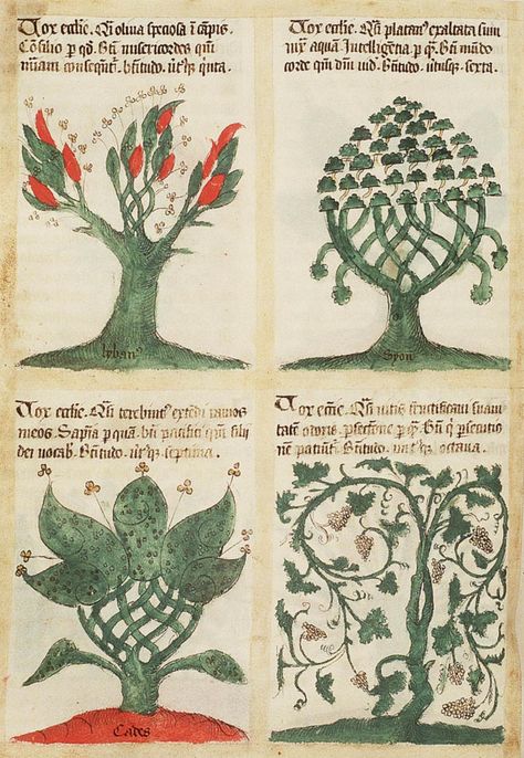 The Hague, KB, 72 A 23  Chapter 113 The trees and their symbolic significance: Olive-Tree and the Fifth Beatitude ~ Sermon on the Mount Fol. 90v: drawing (coloured) Medieval Tree Illustration, Olive Tree Illustration, Olive Tree Drawing, Plant Symbol, Tree Symbol, Sermon On The Mount, Medieval Drawings, Medieval Artwork, Illustrated Manuscript