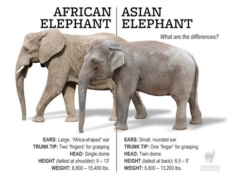 There are numbers of difference between african and asian elephants, including the size of their ears, gripping ability of their trunks, and general size. Asian Elephants, All About Elephants, Elephant Facts, African Bush Elephant, Muscle Structure, Elephants Never Forget, Forest Habitat, African Continent, Save The Elephants