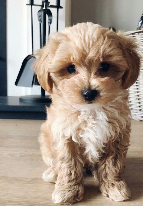 Malti Poo, Really Cute Dogs, Animal Photos, Cute Animal Photos, Animal Photo, Cute Dogs, Cute Animals, Puppies, Collage