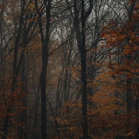 Natalie + Core + Aesthetic, Dark Fall Aesthetic, Fall Aesthetic Dark, Tis Autumn, Helloween Wallpaper, Dark Fall, Dark Autumn, Foggy Forest, Season Of The Witch