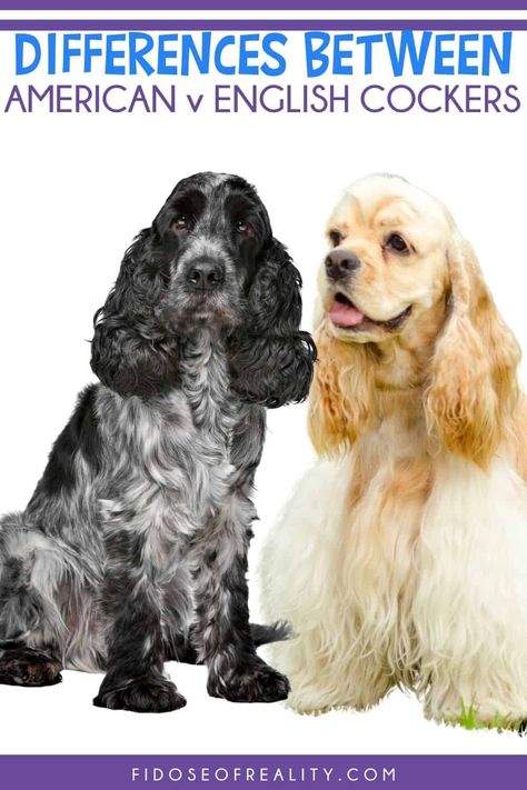 American Cocker Spaniel Haircuts, American Cocker Spaniel Puppies, Cocker Spaniel Breeders, Cocker Spaniel Haircut, American Spaniel, Black And White Cocker Spaniel, Cocker Spaniel Grooming, Weiner Dog Puppies, Show Cocker Spaniel