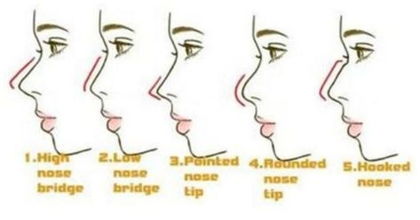 2 & 3 Types Of Facial, Different Nose Shapes, Nose Types, Type Chart, Shape Chart, Nose Drawing, Nose Shapes, Art Style Inspiration, Character Description