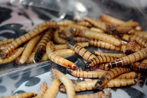 Are 3D printed insect snacks the taste of the future? Bearded Dragon Feeding, Bearded Dragon Care Sheet, Infant Feeding Guide, Baby Bearded Dragon, Meal Worms, Baby Feeding Chart, Bearded Dragon Care, Baby Feeding Schedule, Reptile Food