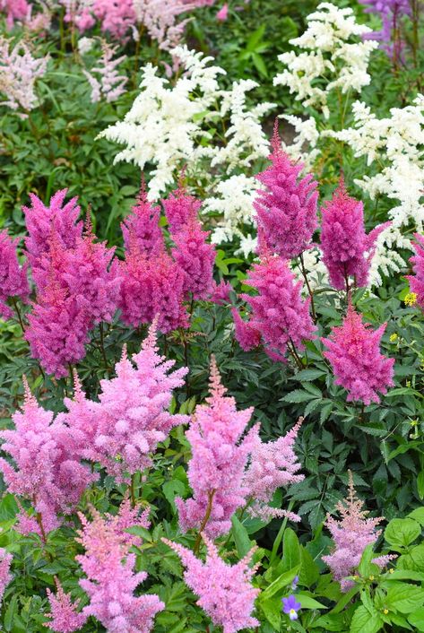 best shade perennials astilbe Best Perennials For Shade, Shady Gardens, Ground Orchids, Purple Flowering Plants, Flowering Perennials, Shade Tolerant Plants, Shade Loving Perennials, Large Indoor Plants, Patio Flowers