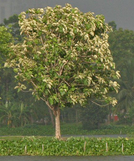 9. Philippine Teak (scientific name: Tectona philippinensis) Types Of Frogs, Teak Garden Furniture, Endangered Plants, Habitat Destruction, Teak Oil, Pitcher Plant, Tree Seeds, Endangered Animals, Carnivorous Plants