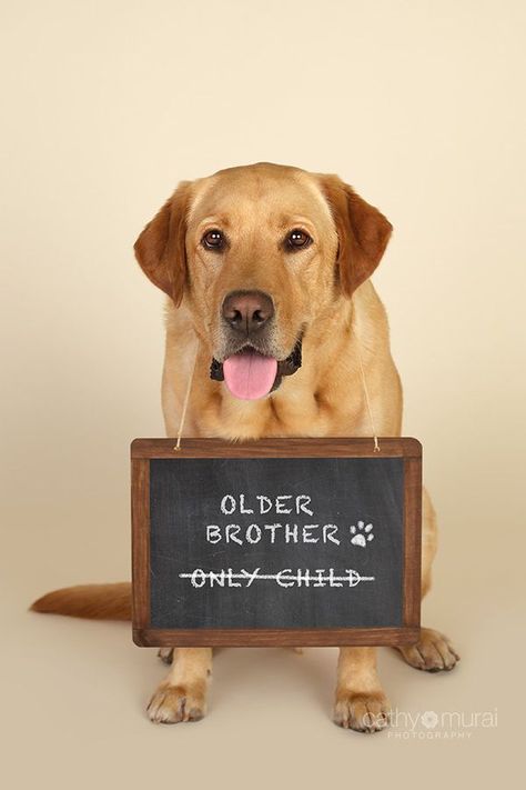 5. This guy is ready to be a big brother! Baby Announcement With Dog, Dog Announcement, Pet Announcement, Puppy Announcement, Dog Pregnancy, Dog Baby Announcement, Dog Pregnancy Announcement, Foto Newborn, Baby Announcement Pictures