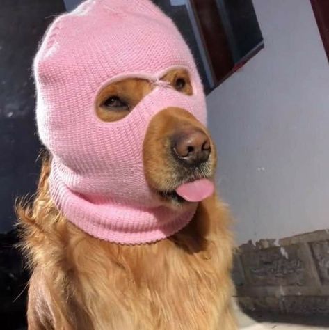 Dog With Ski Mask, Dog With Tongue Out, Goofy Dog, Very Cute Dogs, Funny Animal Photos, Silly Dogs, Funny Dog Pictures, Silly Animals, Dog Images