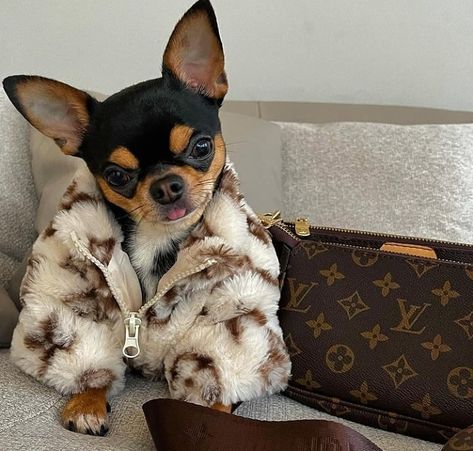 Chihuahua In Clothes, Chiuaua Dog, Aesthetic Chihuahua, Chihuahua Outfits, Chihuahua Aesthetic, Dogs Outfits, Chihuahua Accessories, Puppy Outfits, Purse Dog