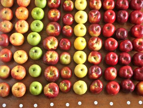 Best Apples For Baking, Perfect Apple Pie, Apple Types, Best Apple Pie, How To Make Pie, Good Pie, Apple Varieties, Best Pie, Food Lab