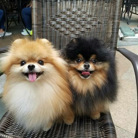 Teacup Dog Breeds, Cute Fluffy Puppies, Pom Dog, Dog Mommy, Cute Pomeranian, Cute Animals Puppies, Pomeranian Dog, Pomeranian Puppy, Small Puppies