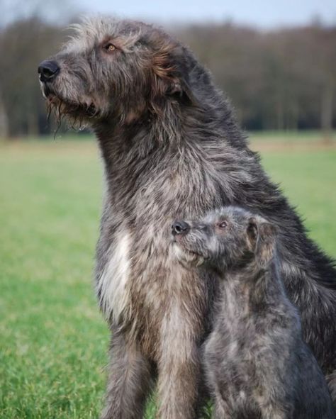 Irish Wolfhound | There so beautiful! The way they are so close and have there heads held high in pride for one another is just Sweet ❤️! 👕 𝗦𝗛𝗢𝗣 𝗡𝗢𝗪 🔥 𝗟𝗜𝗡𝗞 … | Instagram Irish Wolf Hound, Wolfhound Puppies, Wolf Hound, Irish Wolfhound Puppies, Irish Wolfhound Dogs, Hound Puppies, Irish Wolfhound, Personal Aesthetic, Sweet Shop