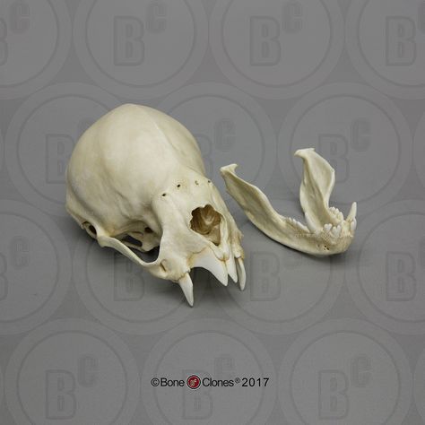 Vampire Bat Skull, 8:1 Scale Bone Study, Vampire Bat Skull, Bat Anatomy, Boss Monster, Bat Skeleton, Bat Skull, Skull Reference, Baba Jaga, Bat Art