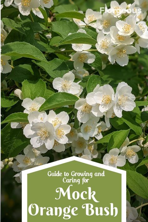 mock-orange Mock Orange Bush, Philadelphus Coronarius, Backyard Creations, Flowering Bushes, Tree Planters, Mock Orange, Witch Garden, Flower Meanings, Garden Shrubs