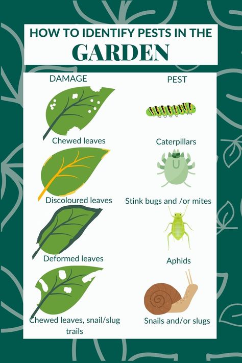 Images of leaves damaged and the different types of garden pests who have done the damage Pesticides For Plants, Garden Pests Identification, Plants That Repel Bugs, Organic Gardening Pest Control, Natural Pesticides, Garden Bugs, Vegetable Garden Planning, Plant Pests, Mint Plants