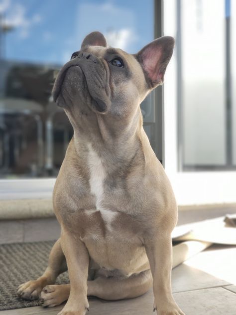 Fawn Frenchie, Blue Fawn French Bulldog, Fawn French Bulldog, Cute French Bulldog, French Bulldogs, Dog Love, Blue Eyes, French Bulldog, Bulldog