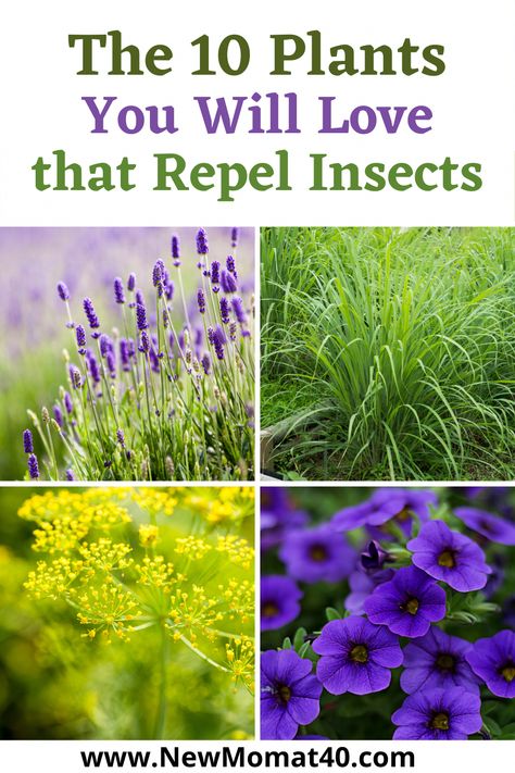 Are you interested in repelling insects naturally? I'm sharing with you The 10 plants You Will Love that repel insects naturally. How To Repel Flies, Repel Flies, Insect Repellent Plants, Natural Mosquito Repellant, Fly Repellant, Female Fitness Model, Insect Repellent, Mosquito Repellent, New Mom