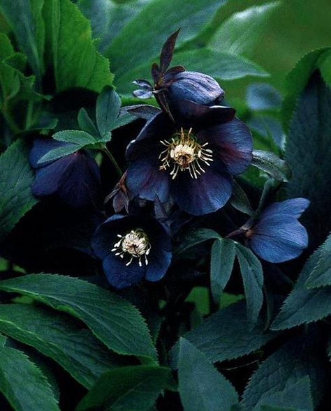 Helabora Goth Garden, Lenten Rose, Gothic Garden, Black Garden, Have Inspiration, Woodland Garden, Blooming Rose, Black Flowers, Shade Plants