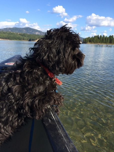 Black Cavapoo, Black Shih Tzu, Black Cockapoo, Very Cute Puppies, Dog Mommy, I Love Dogs, Puppy Love, Best Dogs, Cute Puppies