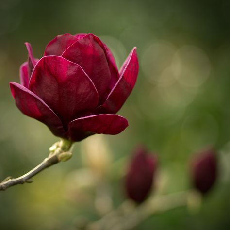 Red Magnolia, Outdoor Trees, Macro Flower, Tree Seeds, 수채화 그림, Airbrush Art, Beautiful Flowers Wallpapers, Magnolia Flower, Pretty Plants