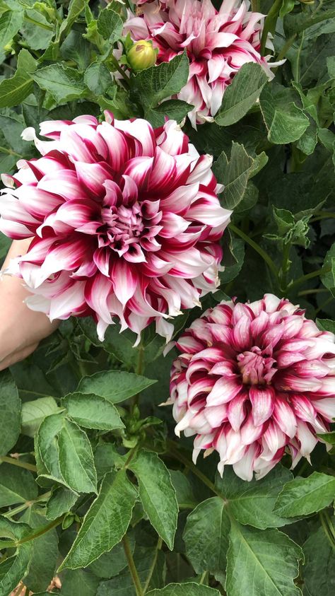 My moms giant dahlias! Large Dahlias, Dahlia Flowers, Dahlia Flower, Home Flowers, Garden Diy, Secret Obsession, My Mom, Dahlia, House Plants