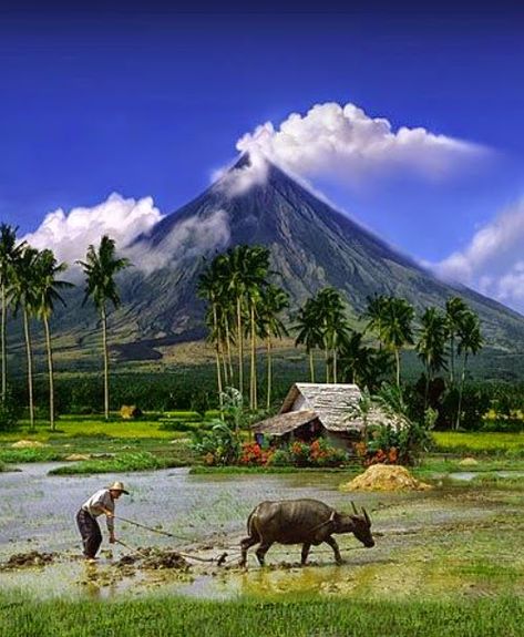 10 Most Famous Travel Destinations In Philippines | Mayon Volcano ,Philippines Mt Mayon, Albay Philippines, Mount Mayon, Luzon Philippines, Mayon Volcano, Dark Tourism, Philippines Culture, 7 Wonders, Rice Field