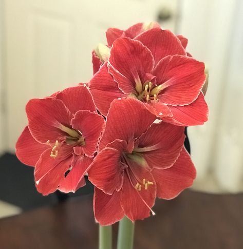 Amaryliss Flowers, Amaryllis Wallpaper, Amaryllis Arrangement, White Amaryllis Aesthetic, Amaryllis Christmas, Red Amaryllis Aesthetic, Amaryllis Flower, Pink Amaryllis, Flower Language