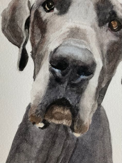 Handsome Great Dane Great Dane Watercolor, Watercolor Great Dane, Minimalist Doodles, White Great Dane, Fruit Art Drawings, Pet Paintings, Dog Drawings, Portraits Art, Animal Portraits Art