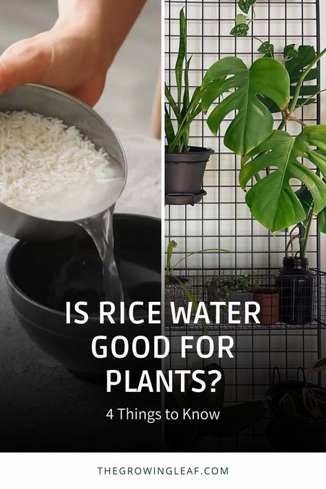 Coffee Water For Plants, Rice Water For Plants, Rice Water For Plants Benefits, Rice Water For Plant Growth, Rice Water Fertilizer, Water Propagation Fertilizer, Money Plant In Water, Best Water For House Plants, How To Transfer Plant From Water To Soil