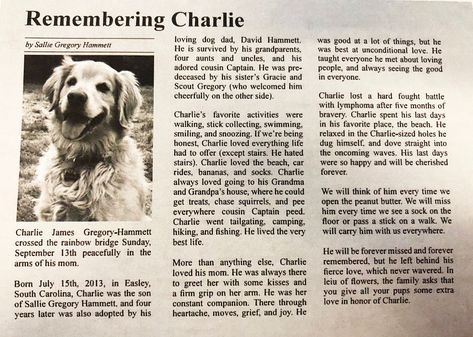 Dog's Heartfelt Obituary Goes Viral: 'He Was Best At Unconditional Love' | HuffPost Charlie Lost, Golden Retriever Names, Women Writing, Tree Photography, American Kennel Club, Popular Dog, Beloved Dog, Unconditional Love, Love People