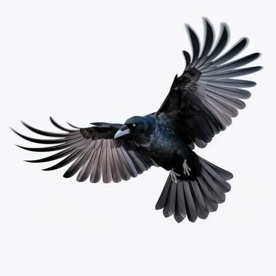 Flying black crow isolated 26575067 Stock Photo at Vecteezy Shadow Animals, Flying Crow, Crow Reference Photo, Flying Raven, Crow Flying Reference, Crows Flying, Crow Facing Forward, Blackbird Flying, Crows Flying Aesthetic