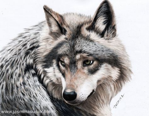 Pencil Drawing of a grey Wolf by JasminaSusak.deviantart.com on @DeviantArt Native American Wolf Art, Native American Wolf, Wolf Artwork, Wolf Drawing, Animal Book, Dog Eyes, Drawing For Beginners, Grey Wolf, Realism Art