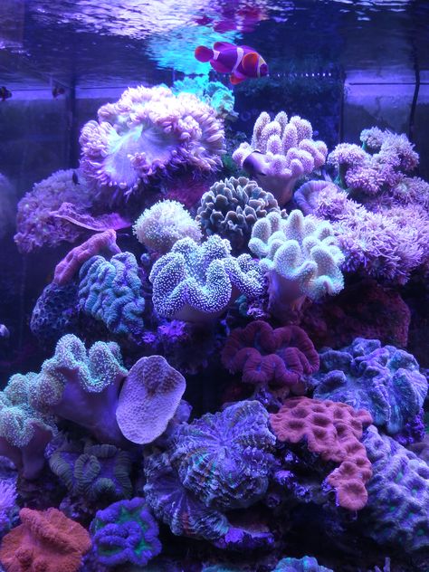 Coral Reef Aesthetic, Marine Life Photography, Uv Photography, Fauna Marina, Purple Coral, Under The Ocean, Bottom Of The Ocean, Saltwater Tank, Marine Aquarium