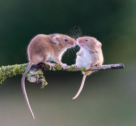 Harvest Mice, Maus Illustration, Harvest Mouse, Mouse Pictures, Wild Animals Photos, Animal Study, Pet Mice, Cute Mouse, Cute Animal Photos