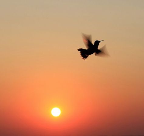 Photo by Frank Neighbors - Grayson County, TX Hummingbirds Photography, Ray Of Hope, Hummingbird Pictures, Bird Flying, Sun Rising, Amazing Images, Spiritual Enlightenment, Birds Flying, Bird Photography