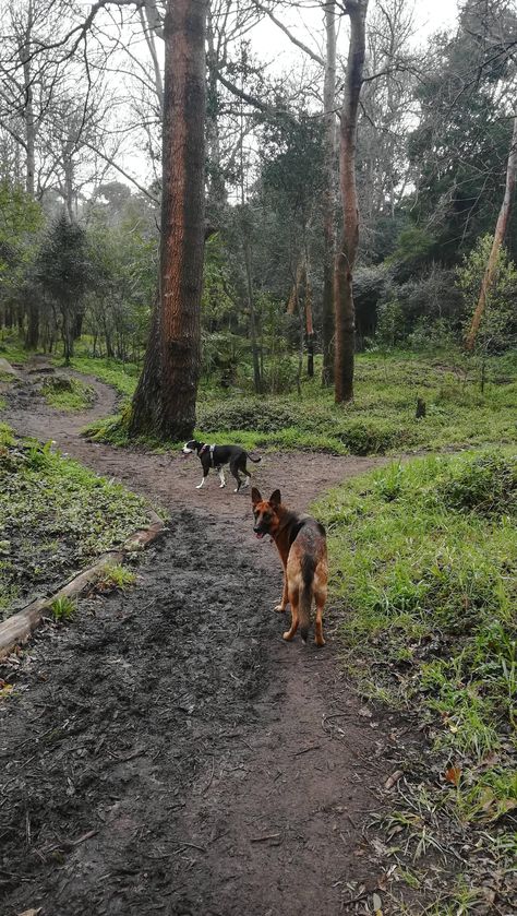 Dog Forest Aesthetic, Dogs In Forest, Farm Dog Aesthetic, Dogs In Nature, Dog In Field, Dog In Forest, Dog In Nature, Cottage Dog, Northern Attitude