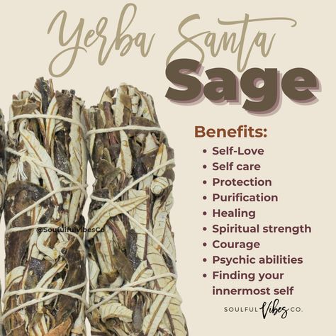 Yerba Santa Magical Properties, Black Sage Benefits, Yerba Santa Benefits, Blue Sage Smudging Benefits, Cedar Smudge Benefits, Yerba Santa Smudge Benefits, Sage Health Benefits, Smudging Spray, Yerba Santa Smudge