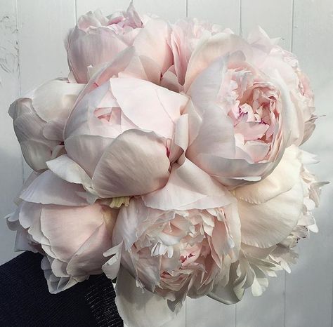 A pale pink peony bouquet. Pale Pink Peonies, Pink Peonies Bouquet, Garden Wedding Flowers, Peonies Wedding, Spring Peony, Blush Peonies, Wedding Garden, Wedding Spring, Peonies Bouquet