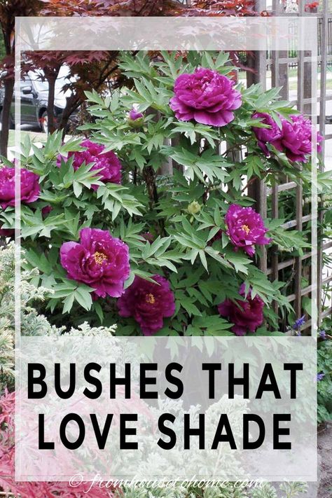 Shrubs For Shaded Areas, Plants For Shaded Areas, Best Shrubs For Shade, Evergreens For Shade, Garden Spiral, Shade Loving Shrubs, Planter Plants, Red Twig Dogwood, Spiral Garden