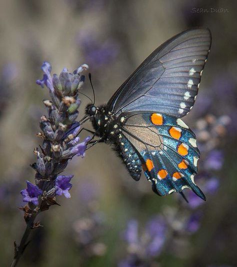 Butterfly Butterfly From The Side, Butterfly Side Profile, Butterfly Profile, Spicebush Swallowtail, Side Butterfly, Pipevine Swallowtail, Butterfly Colors, Blue Butterfly Wings, Butterfly Beautiful