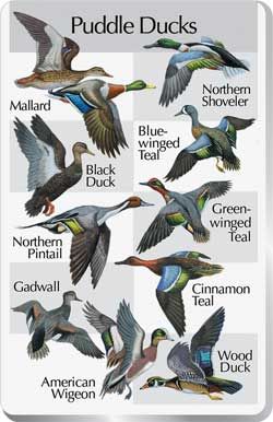 Duck Identification, Duck Species, Goose Hunting, Duck Hunting Gear, Waterfowl Hunting, Hunting Blinds, Bird Hunting, Duck Hunting, Backyard Birds